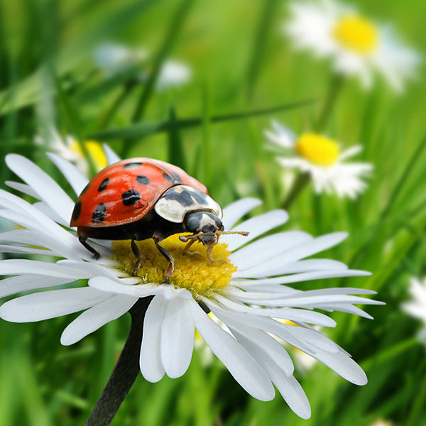 ORAJET® 3172X Orafol Farben-Frikell WTB ORAJET® 3172X Orafol Farben-Frikell WTB